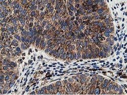 SSR1 Mouse anti-Human, Clone: OTI4H6, lyophilized, TrueMAB 100 &mu;g; Unconjugated:Antibodies,
