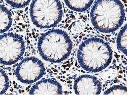 SSR1 Mouse anti-Human, Clone: OTI4H6, lyophilized, TrueMAB 100 &mu;g; Unconjugated:Antibodies,