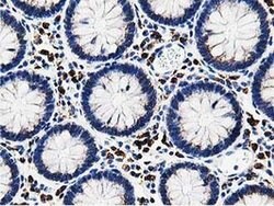 SSR1 Monoclonal Antibody (OTI4H6), TrueMAB , OriGene 100 &mu;L; Unconjugated:Antibodies,