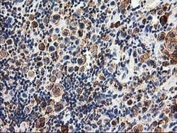 SSR1 Monoclonal Antibody (OTI4C7), TrueMAB , OriGene 30 &mu;L; Unconjugated:Antibodies,