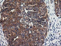 SSR1 Monoclonal Antibody (OTI4C7), TrueMAB , OriGene 30 &mu;L; Unconjugated:Antibodies,