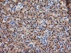 SSR1 Monoclonal Antibody (OTI4C7), TrueMAB , OriGene 30 &mu;L; Unconjugated:Antibodies,