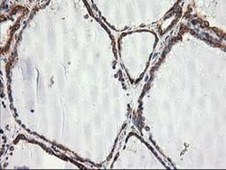 SSR1 Monoclonal Antibody (OTI4C7), TrueMAB , OriGene 30 &mu;L; Unconjugated:Antibodies,