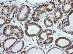 SSR1 Monoclonal Antibody (OTI4C7), TrueMAB , OriGene 30 &mu;L; Unconjugated:Antibodies,