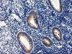SSR1 Monoclonal Antibody (OTI4C7), TrueMAB , OriGene 30 &mu;L; Unconjugated:Antibodies,