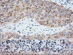 SSR1 Monoclonal Antibody (OTI4C7), TrueMAB , OriGene 30 &mu;L; Unconjugated:Antibodies,