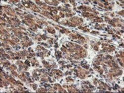 SSR1 Monoclonal Antibody (OTI4C7), TrueMAB , OriGene 30 &mu;L; Unconjugated:Antibodies,