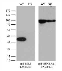 SSR1 Monoclonal Antibody (OTI3E5), TrueMAB , OriGene 30 &mu;L; Unconjugated:Antibodies,