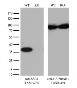 SSR1 Monoclonal Antibody (OTI 5D5), TrueMAB , OriGene 30 &mu;L; Unconjugated:Antibodies,
