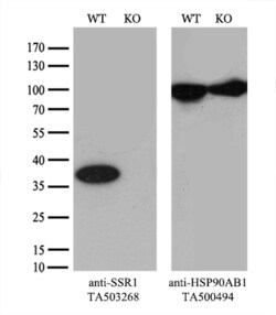 SSR1 Monoclonal Antibody (OTI4C7), TrueMAB , OriGene 30 &mu;L; Unconjugated:Antibodies,