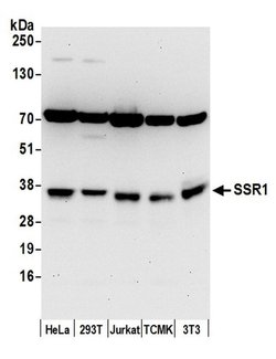 SSR1/TRAP alpha Polyclonal Antibody, Bethyl Laboratories 20 &mu;L; Unconjugated:Antibodies,