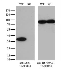 SSR1 Mouse anti-Human, Clone: OTI4H6, lyophilized, TrueMAB 100 &mu;g; Unconjugated:Antibodies,