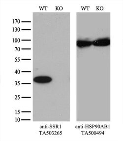 SSR1 Monoclonal Antibody (OTI 5D5), TrueMAB , OriGene 100 &mu;L; Unconjugated:Antibodies,