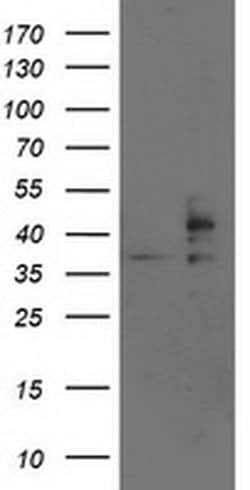 SSR1 Monoclonal Antibody (OTI4C7), TrueMAB , OriGene 30 &mu;L; Unconjugated:Antibodies,
