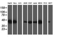 SSR1 Monoclonal Antibody (OTI4C7), TrueMAB , OriGene 30 &mu;L; Unconjugated:Antibodies,