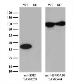 SSR1 Monoclonal Antibody (OTI4C7), TrueMAB , OriGene 30 &mu;L; Unconjugated:Antibodies,