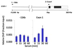 Invitrogen SSRP1 Polyclonal Antibody 100 &mu;L; Unconjugated:Antibodies,