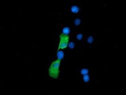 SSSCA1 Mouse anti-Human, Clone: OTI2F5, lyophilized, TrueMAB 100 &mu;g;