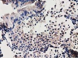 SSSCA1 Mouse anti-Human, Clone: OTI2F5, lyophilized, TrueMAB 100 &mu;g;