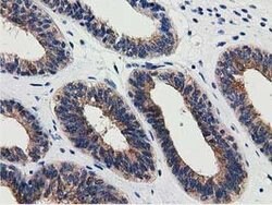 SSSCA1 Mouse anti-Human, Clone: OTI2F5, lyophilized, TrueMAB 100 &mu;g;