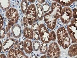 SSSCA1 Mouse anti-Human, Clone: OTI2F5, lyophilized, TrueMAB 100 &mu;g;