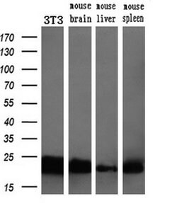 SSSCA1 Mouse anti-Human, Clone: OTI2F5, lyophilized, TrueMAB 100 &mu;g;