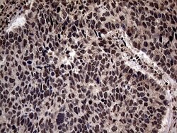 SSU72 Mouse anti-Human, Clone: OTI5A1, lyophilized, TrueMAB 100 &mu;g;