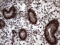SSU72 Mouse anti-Human, Clone: OTI5A1, lyophilized, TrueMAB 100 &mu;g;
