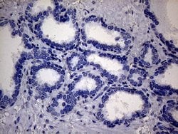 SSU72 Mouse anti-Human, Clone: OTI5A1, lyophilized, TrueMAB 100 &mu;g;