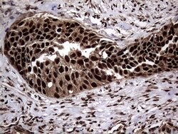 SSU72 Mouse anti-Human, Clone: OTI5A1, lyophilized, TrueMAB 100 &mu;g;