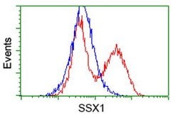 SSX1 Mouse anti-Human, Clone: OTI1D10, lyophilized, TrueMAB 100 &mu;g;