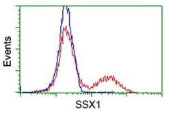 SSX1 Monoclonal Antibody (OTI1E10), TrueMAB , OriGene 100 &mu;L; Unconjugated:Antibodies,