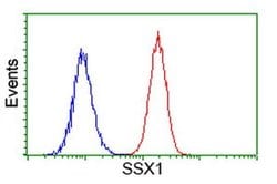 SSX1 Monoclonal Antibody (OTI1E10), TrueMAB , OriGene 100 &mu;L; Unconjugated:Antibodies,