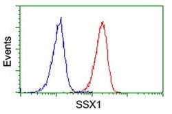 SSX1 Monoclonal Antibody (OTI1E10), TrueMAB , OriGene:Antibodies:Primary