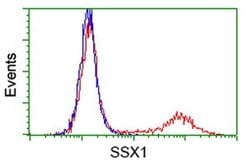SSX1 Monoclonal Antibody (OTI2E9), TrueMAB , OriGene 100 &mu;L; Unconjugated:Antibodies,