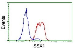 SSX1 Monoclonal Antibody (OTI2E9), TrueMAB , OriGene 100 &mu;L; Unconjugated:Antibodies,