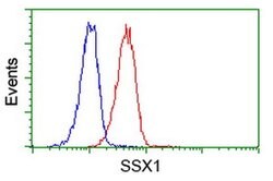 SSX1 Monoclonal Antibody (OTI2E9), TrueMAB , OriGene 100 &mu;L; Unconjugated:Antibodies,