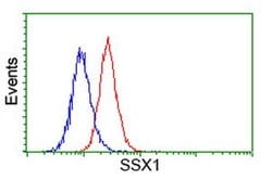 SSX1 Monoclonal Antibody (OTI2G5), TrueMAB , OriGene 100 &mu;L; Unconjugated:Antibodies,