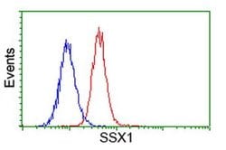 SSX1 Monoclonal Antibody (OTI2D12), TrueMAB , OriGene 100 &mu;L; Unconjugated:Antibodies,