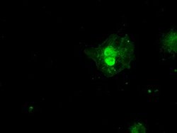 SSX2 Mouse anti-Human, Clone: OTI4A11, lyophilized, TrueMAB 100 &mu;g;