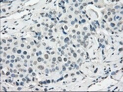 SSX2 Mouse anti-Human, Clone: OTI4A11, lyophilized, TrueMAB 100 &mu;g;