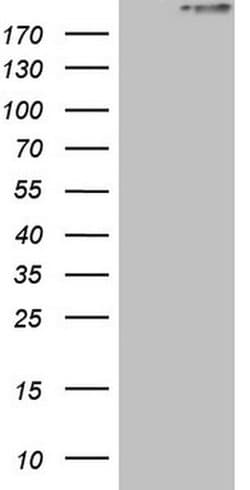 STAB2 Monoclonal Antibody (OTI2E12), TrueMAB , OriGene:Antibodies:Primary