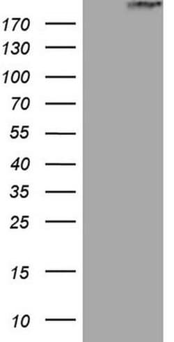 STAB2 Monoclonal Antibody (OTI2A8), TrueMAB , OriGene 100 &mu;L; Unconjugated:Antibodies,