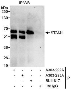 STAM1 Rabbit anti-Human, Polyclonal, Bethyl Laboratories 100 &mu;L; Unconjugated:Antibodies,