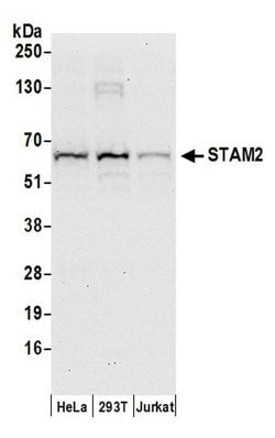 STAM2 Polyclonal Antibody, Bethyl Laboratories 20 &mu;L; Unconjugated:Antibodies,