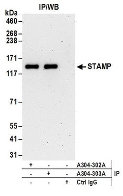 STAMP Rabbit anti-Human, Polyclonal, Bethyl Laboratories 100 &mu;L; Unconjugated:Antibodies,