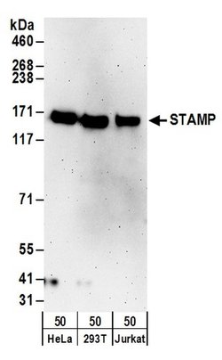 STAMP Rabbit anti-Human, Polyclonal, Bethyl Laboratories 100 &mu;L; Unconjugated:Antibodies,