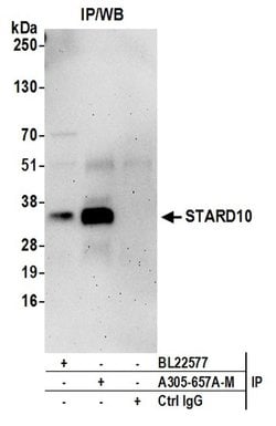 STARD10 Polyclonal Antibody, Bethyl Laboratories:Antibodies:Primary Antibodies