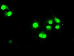 STAT1 Mouse anti-Human, Clone: OTI15H3, liquid, TrueMAB 100 &mu;L; Unconjugated:Antibodies,