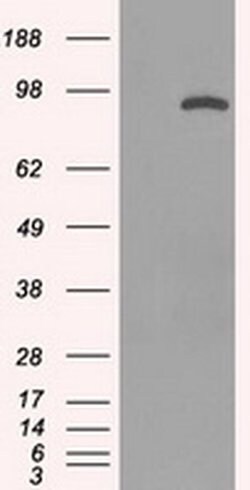 STAT1 Mouse anti-Human, Clone: OTI15H3, liquid, TrueMAB 100 &mu;L; Unconjugated:Antibodies,